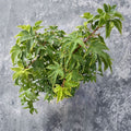 Acer palmatum ‘Sagara Nishiki’ – Yellow Variegated Japanese Maple Live Tree, 30–40 Inches Tall, #3 Container