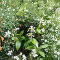 Asian Star Jasmine Live Plants – Trachelospermum asiaticum | Lot of 6 Evergreen Vines