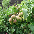 Anna Hardy Kiwi Female Rooted Vine | Actinidia arguta ‘Ananasnaja’ | Zones 4-9