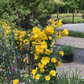 Carolina Jessamine Plants - 15 Live Gelsemium sempervirens Vines in 3.5" Pots | Yellow Jasmine Climbing Vine