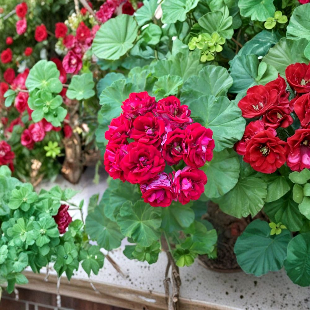 Double Red Geranium Cuttings - 4 Fresh Pelargonium Cuttings with Vigorous Red Blooms