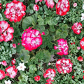 Red White Geranium Cuttings – Pelargonium Zonal | 2 Live 6 Inch Cuttings | Bi-Color Blooms