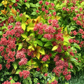 Magic Carpet Spirea – Dwarf Flowering Shrub with Golden Foliage in 4 Inch Pot