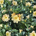 Rhododendron ‘Nancy Evans’ Live Evergreen Shrub | Award Winning Yellow Blooming Rhododendron