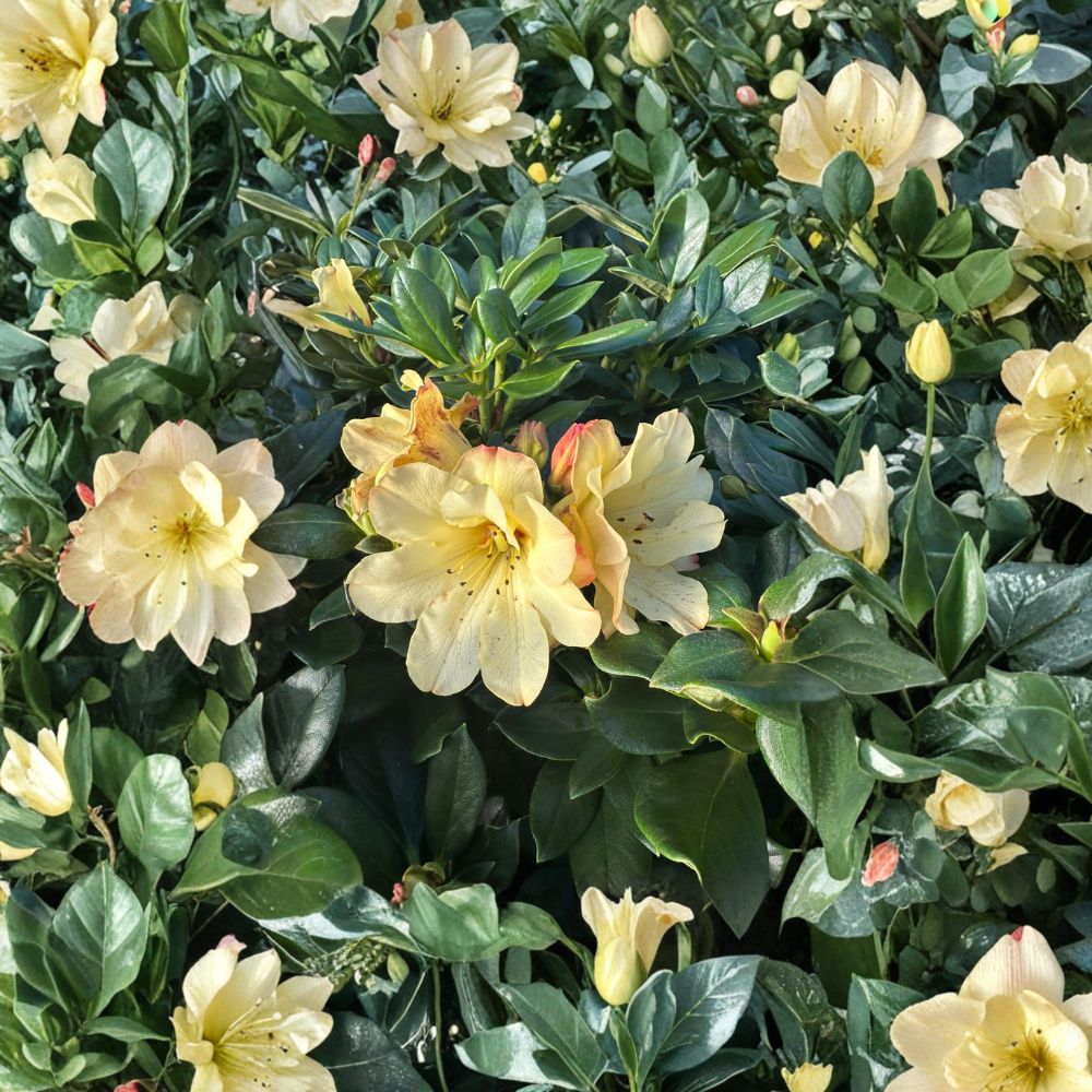 Rhododendron ‘Nancy Evans’ Live Evergreen Shrub | Award Winning Yellow Blooming Rhododendron