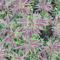 Acer palmatum ‘Manyo no Sato’ – Rare Variegated Japanese Maple with Chartreuse & Red Foliage in #1 Container