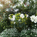 Night Jasmine Seeds – Nyctanthes arbor-tristis | 10 Seeds Parijat Tree | Fragrant Night Blooming Flower