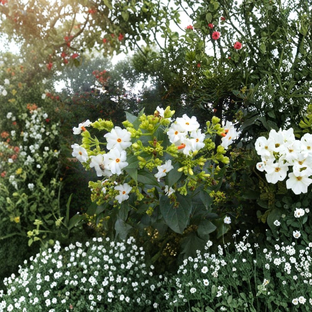 Night Jasmine Seeds – Nyctanthes arbor-tristis | 10 Seeds Parijat Tree | Fragrant Night Blooming Flower