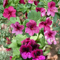 Martha Washington Regal Geranium Seeds – 25+ Pelargonium Flower Seeds for Patio & Garden