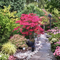Acer palmatum ‘Bloodgood’ – Red Japanese Maple Tree | Upright Ornamental Maple in #1 Container