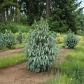 Blue Magoo Engelmann Spruce – 18 Inch Weeping Evergreen in 1 Gallon Pot | Picea engelmannii
