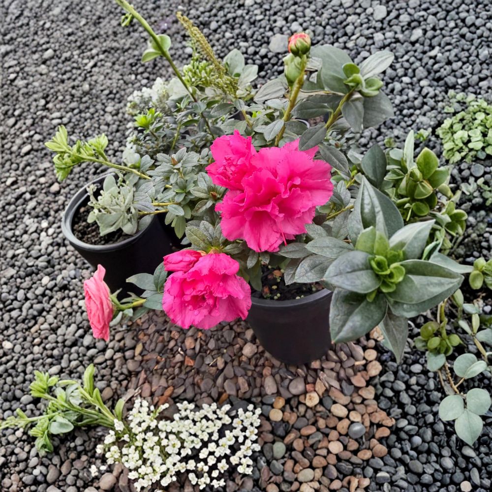 Azalea ‘Ripples’ – Evergreen Repeat Blooming Azalea in #1 Container with Ruffled Pink Flowers