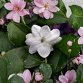 Jasmine Cutting Maid of Orleans | 12" Unrooted Jasminum sambac | Fragrant Indoor Outdoor Vine