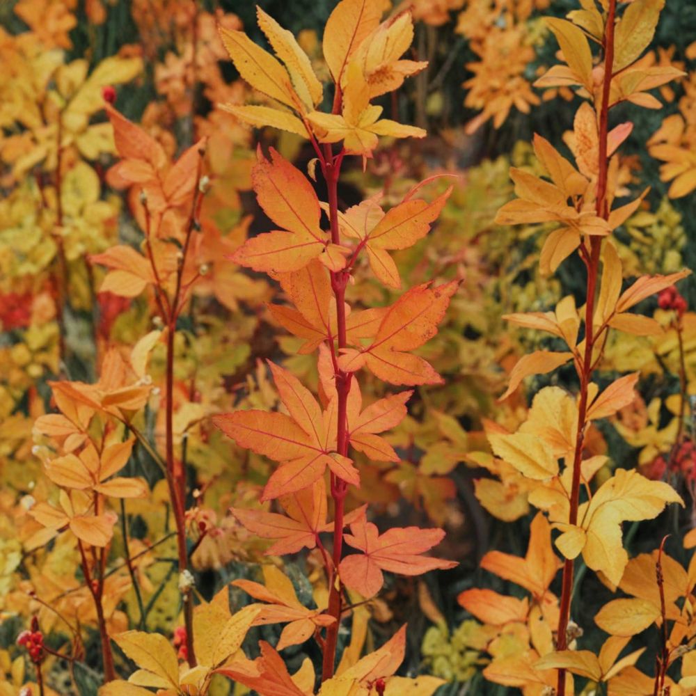 Acer palmatum ‘Winter Flame’ – Dwarf Coral Bark Japanese Maple in #1 Container