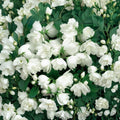 Snowbelle Mockorange - Philadelphus virginalis | Fragrant Double White Flowering Shrub in 4 Inch Pot