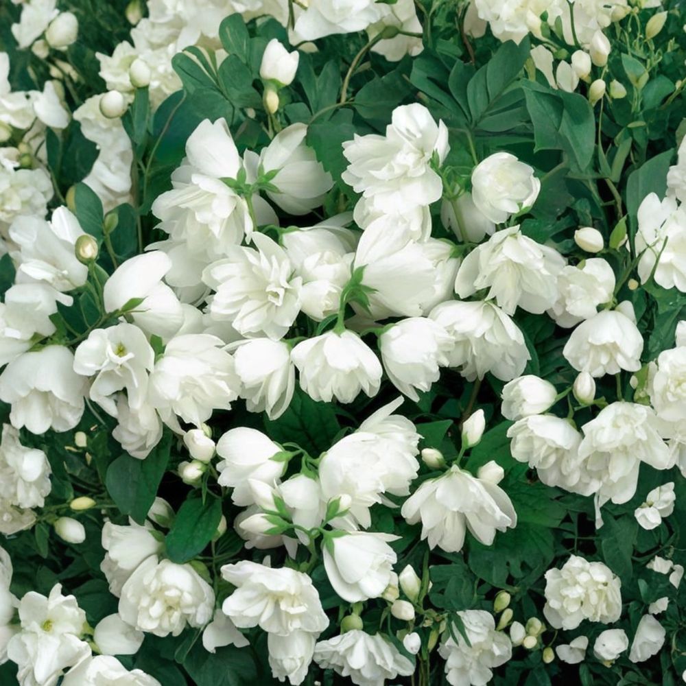 Snowbelle Mockorange - Philadelphus virginalis | Fragrant Double White Flowering Shrub in 4 Inch Pot