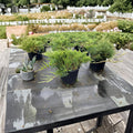 Broadmoor Juniper – Juniperus sabina ‘Broadmoor’ | Blue Green Evergreen Groundcover Shrub in #3 Container