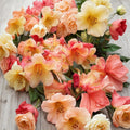 Rhododendron ‘Bergie Larson’ Live Evergreen Shrub | Yellow & Orange Blooming | #2 Container Grown