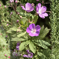 Wild Geranium Bare Roots – 2 Native Geranium maculatum Plants | Hardy Woodland Perennial