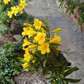 Carolina Jasmine Live Plant – Gelsemium sempervirens | 2.5" Potted Evergreen Climbing Vine with Fragrant Yellow Flowers
