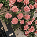 Coral Zonal Geranium Cuttings – Pelargonium | 10 Live Stem Cuttings | Bright Coral Pink Blooms