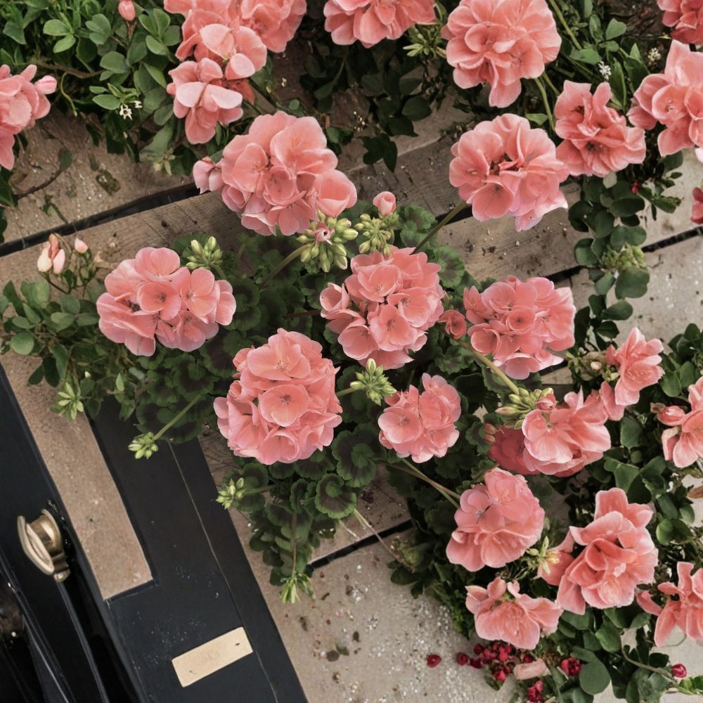 Coral Zonal Geranium Cuttings – Pelargonium | 10 Live Stem Cuttings | Bright Coral Pink Blooms