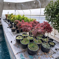 Acer palmatum dissectum ‘Red Dragon’ – Weeping Red Japanese Maple in #3 Container, 20–30" Tall