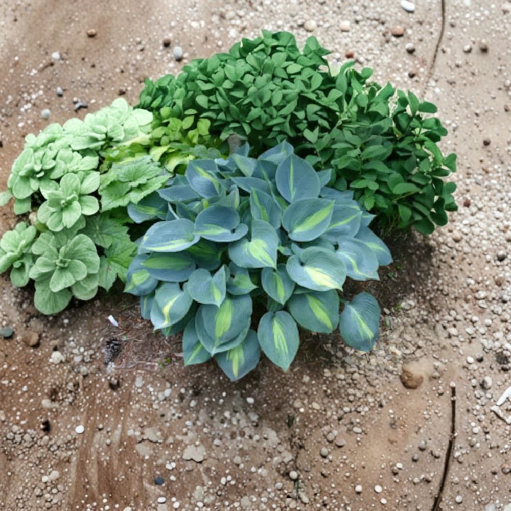 Touch of Class Hosta - Blue Variegated Shade Perennial | Bare Root 4 Inch Starter Plant