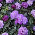 Rhododendron ‘Minnetonka’ Live Evergreen Shrub | Cold Hardy Purple White Gold Blooming Rhododendron