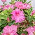 Azalea ‘Royal Robe’ – Compact Evergreen Azalea with Purple Red Ruffled Blooms in #3 Container