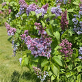 President Grevy Lilac – Fragrant Double Blue Lavender Flowering Shrub in 1 Gallon Pot