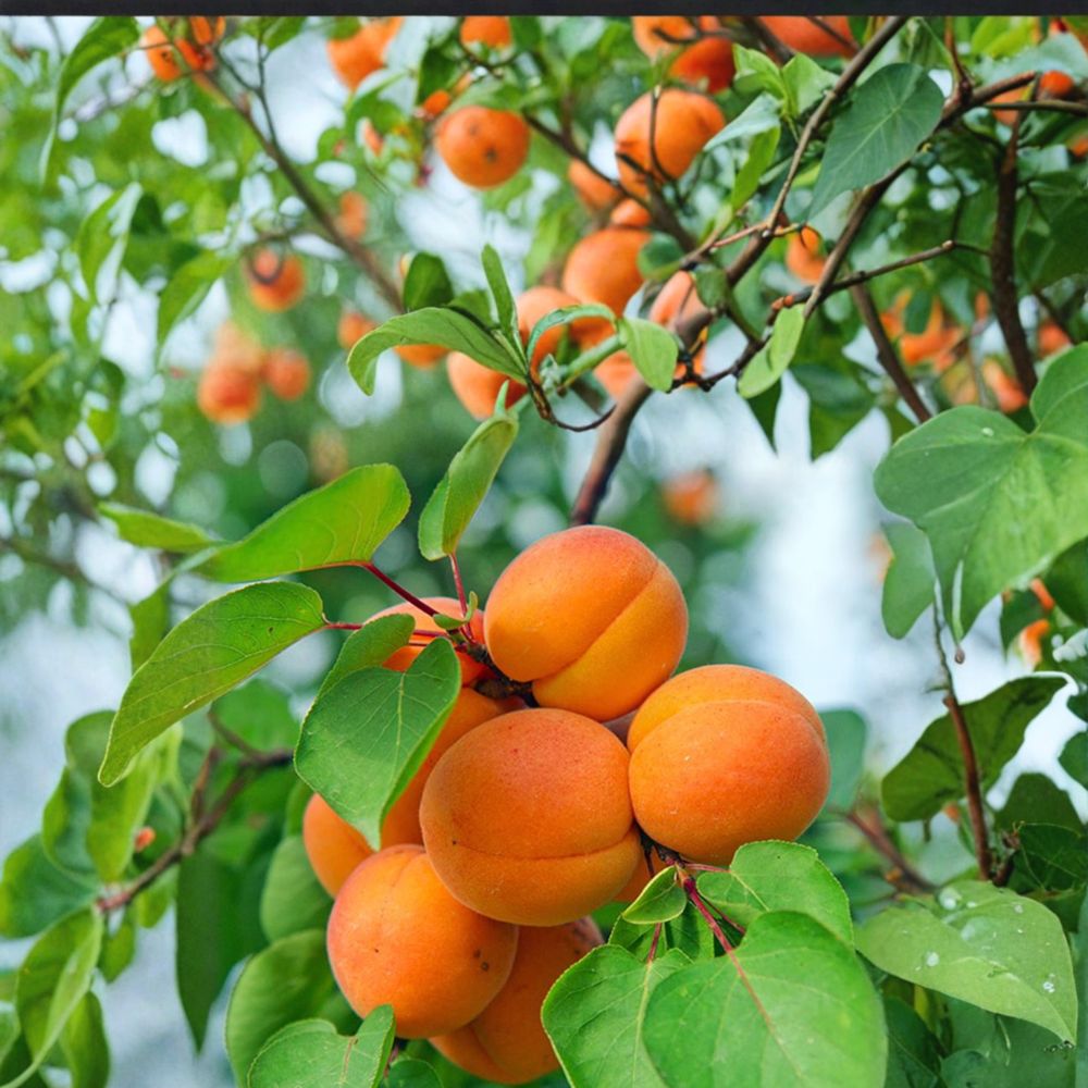 Nugget Apricot Tree – Prunus armeniaca Live Bare Root | 3 Feet Tall | Early Sweet Freestone Apricot