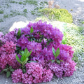 Rhododendron ‘Purple Lace’ – Evergreen Shrub with Deep Purple Frilly Blooms | 12–15 Inch Field Grown Plant
