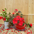 Deep Red Geranium Live Plant – Evergreen Pelargonium for Containers & Hanging Baskets