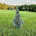Saunders Blue White Spruce – 12 Inch Live Evergreen Conifer in 1 Gallon Pot | Picea glauca