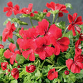 Tornado Red Geranium Seeds – Trailing Ivy Pelargonium | 15 Seeds | Heat Tolerant Hanging Basket Flowers