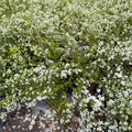 Spiraea thunbergii ‘Mellow Yellow’ Live Shrub | #3 Container | Hardy Ornamental Shrub with Golden Foliage