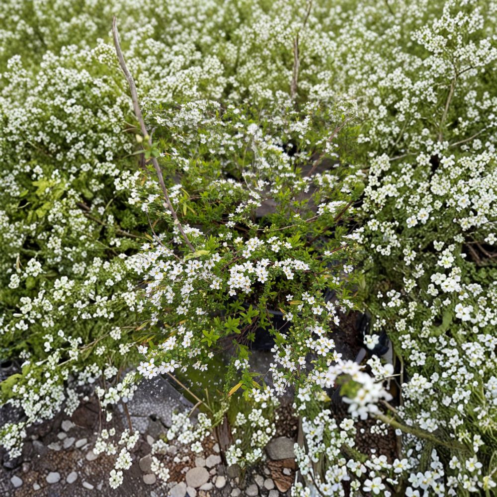 Spiraea thunbergii ‘Mellow Yellow’ Live Shrub | #3 Container | Hardy Ornamental Shrub with Golden Foliage