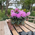 Rhododendron ‘English Roseum’ Live Evergreen Shrub | Purple Blooming, Fast Growing, Cold Hardy