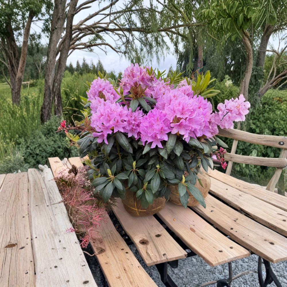 Rhododendron ‘English Roseum’ Live Evergreen Shrub | Purple Blooming, Fast Growing, Cold Hardy