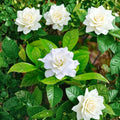 August Beauty Gardenia Live Plant – 12–16" Tall | Gardenia jasminoides | Fragrant White Blooms