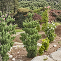 Koto Buki Japanese Black Pine – 8 Inch Tall Evergreen Conifer in 1 Gallon Pot