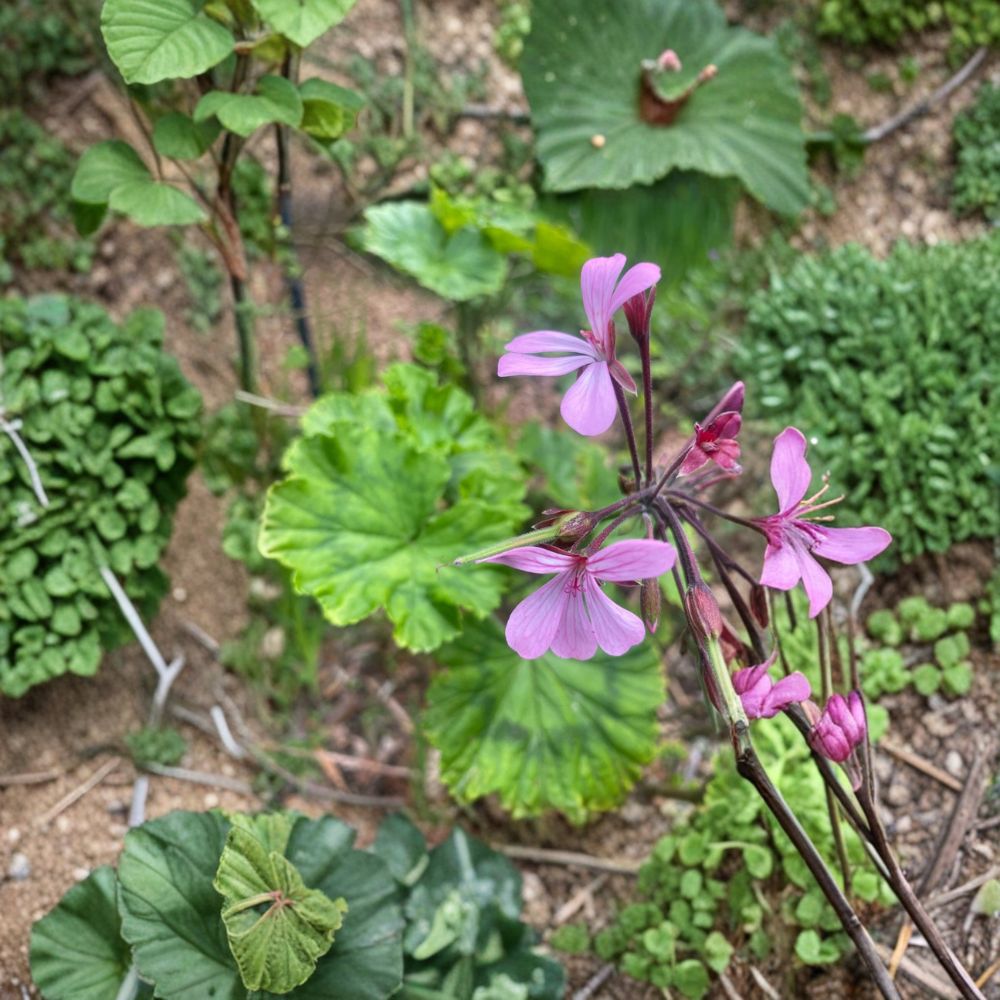 Pelargonium radens Seeds – Trailing Scented Geranium | 5 Seeds | Fragrant Ground Cover & Container Plant