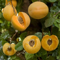 Brittany Gold Apricot Tree – Prunus armeniaca Bare Root | 3 Ft Tall | Self-Fruitful, Long Harvest