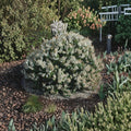 Pieris japonica ‘Spring Snow’ Evergreen Shrub | White Spring Blooms | Deer Resistant Shade Plant