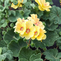 Yellow Geranium Seeds - 10 Pelargonium Zonale Seeds | Heat Tolerant, Pollinator Friendly