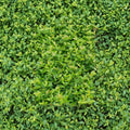 Asiatic Jasmine Plants - 45 Live Trachelospermum asiaticum in 3.25" Pots | Evergreen Ground Cover | Drought Tolerant