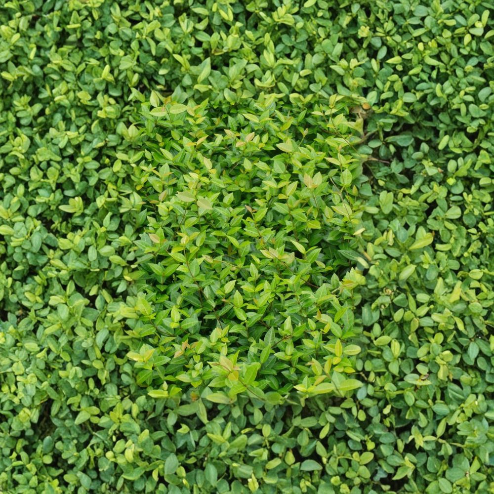 Asiatic Jasmine Plants - 45 Live Trachelospermum asiaticum in 3.25" Pots | Evergreen Ground Cover | Drought Tolerant
