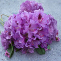Rhododendron ‘Tapestry’ Live Shrub | Purple Evergreen Flowering Shrub | Cold Hardy Plant in #1 Container