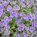 Purple Cranesbill Geranium Seeds – Geranium x magnificum | Hardy Perennial with Vibrant Purple Blooms